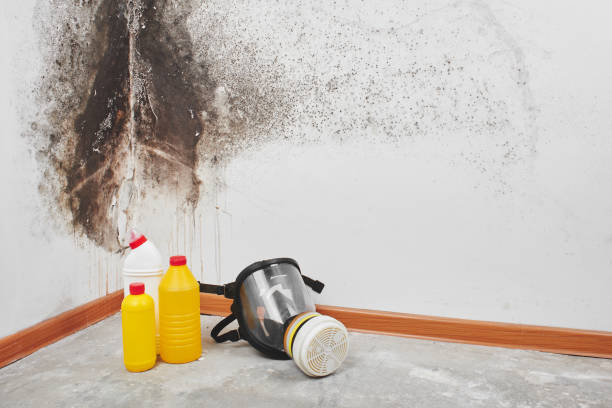 Best Mold Remediation for Specific Building Types in Blackhawk, SD